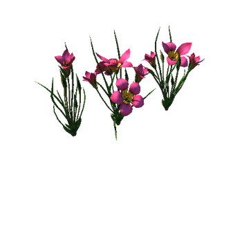 Flower Romulea subfistulosa1